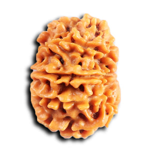 10 Mukhi Nepalese Rudraksha - Bead No 438