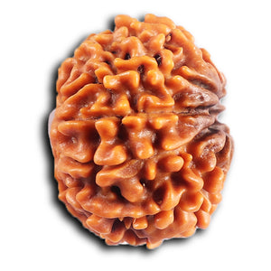 10 Mukhi Nepalese Rudraksha - Bead No. 436