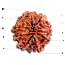 Load image into Gallery viewer, 10 Mukhi Nepalese Rudraksha - Bead No. 433
