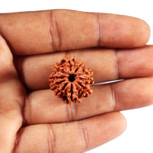 Load image into Gallery viewer, 10 Mukhi Nepalese Rudraksha - Bead No. 433
