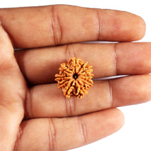 Load image into Gallery viewer, 10 Mukhi Nepalese Rudraksha - Bead No 438
