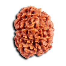 Load image into Gallery viewer, 10 Mukhi Nepalese Rudraksha - Bead No. 433
