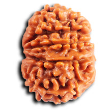 Load image into Gallery viewer, 10 Mukhi Nepalese Rudraksha - Bead No. 435
