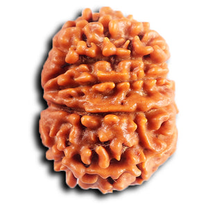 10 Mukhi Nepalese Rudraksha - Bead No. 435