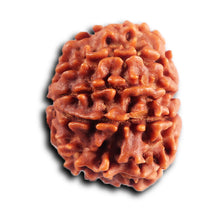 Load image into Gallery viewer, 10 Mukhi Nepalese Rudraksha - Bead No. 433
