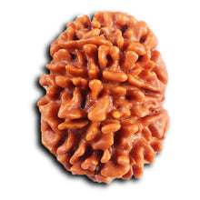 Load image into Gallery viewer, 10 Mukhi Nepalese Rudraksha - Bead No. 435
