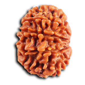 10 Mukhi Nepalese Rudraksha - Bead No. 435