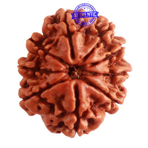 9 Mukhi Nepalese Rudraksha - Bead No. 322