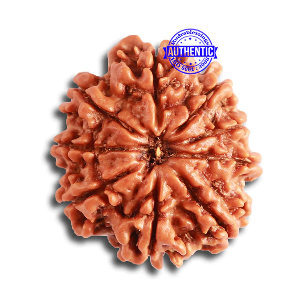 9 Mukhi Nepalese Rudraksha - Bead No. 327