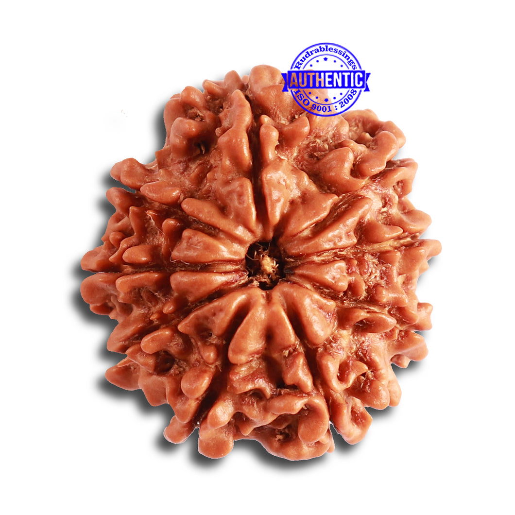 9 Mukhi Nepalese Rudraksha - Bead No. 329