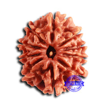 Load image into Gallery viewer, 10 Mukhi Nepalese Rudraksha - Bead No. 405
