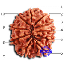 Load image into Gallery viewer, 10 Mukhi Nepalese Rudraksha - Bead No 408
