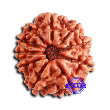 Load image into Gallery viewer, 10 Mukhi Nepalese Rudraksha - Bead No 408
