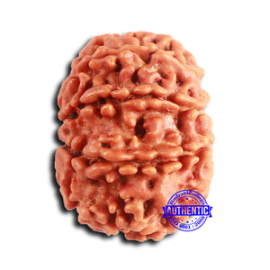 10 Mukhi Nepalese Rudraksha - Bead No 408