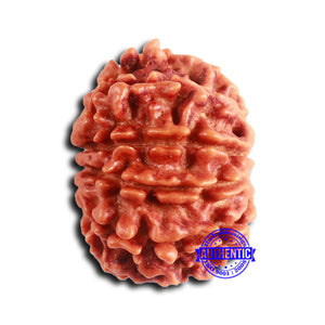 10 Mukhi Nepalese Rudraksha - Bead No 411