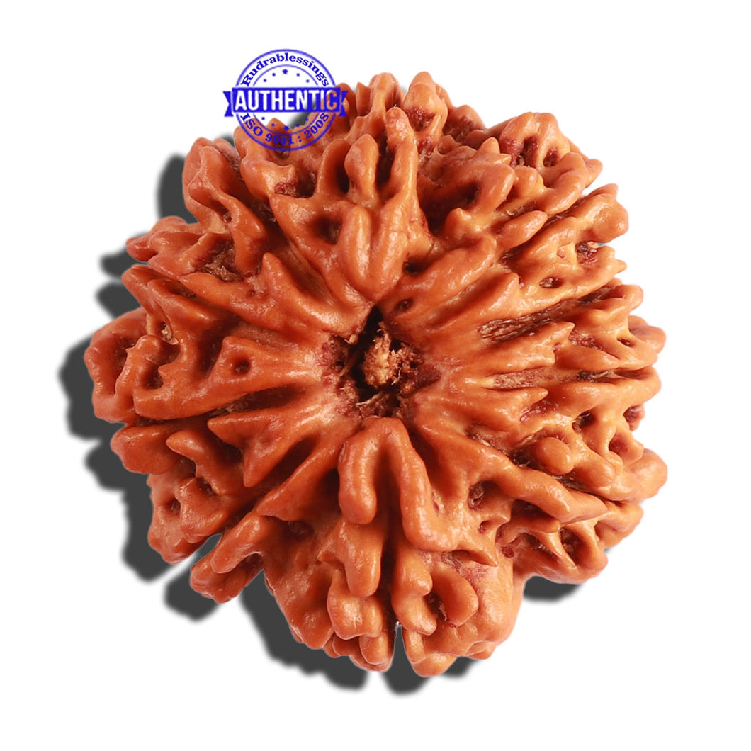 10 Mukhi Nepalese Rudraksha - Bead No 317