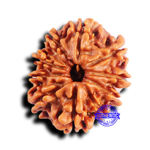 10 Mukhi Nepalese Rudraksha - Bead No. 416