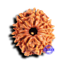 Load image into Gallery viewer, 10 Mukhi Nepalese Rudraksha - Bead No. 417
