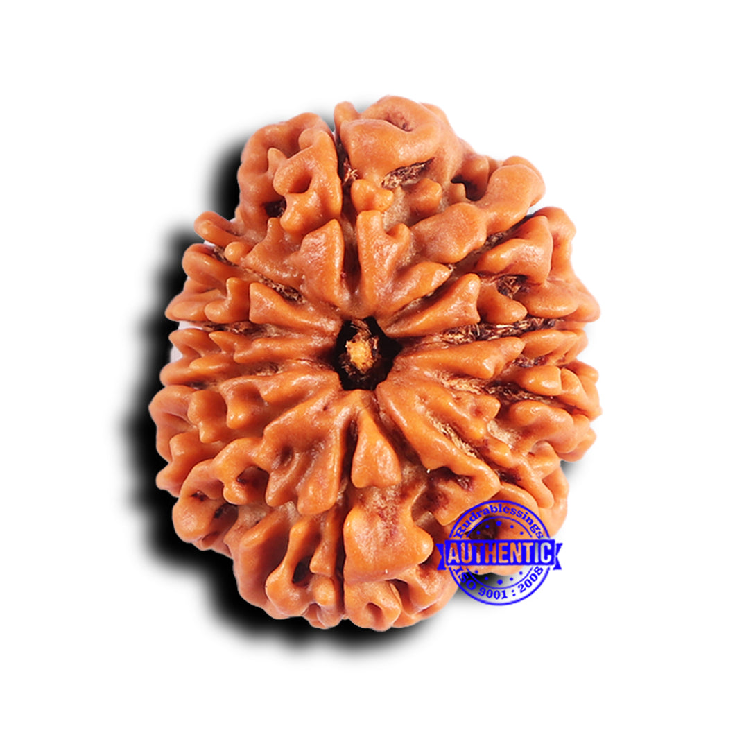 10 Mukhi Nepalese Rudraksha - Bead No. 418