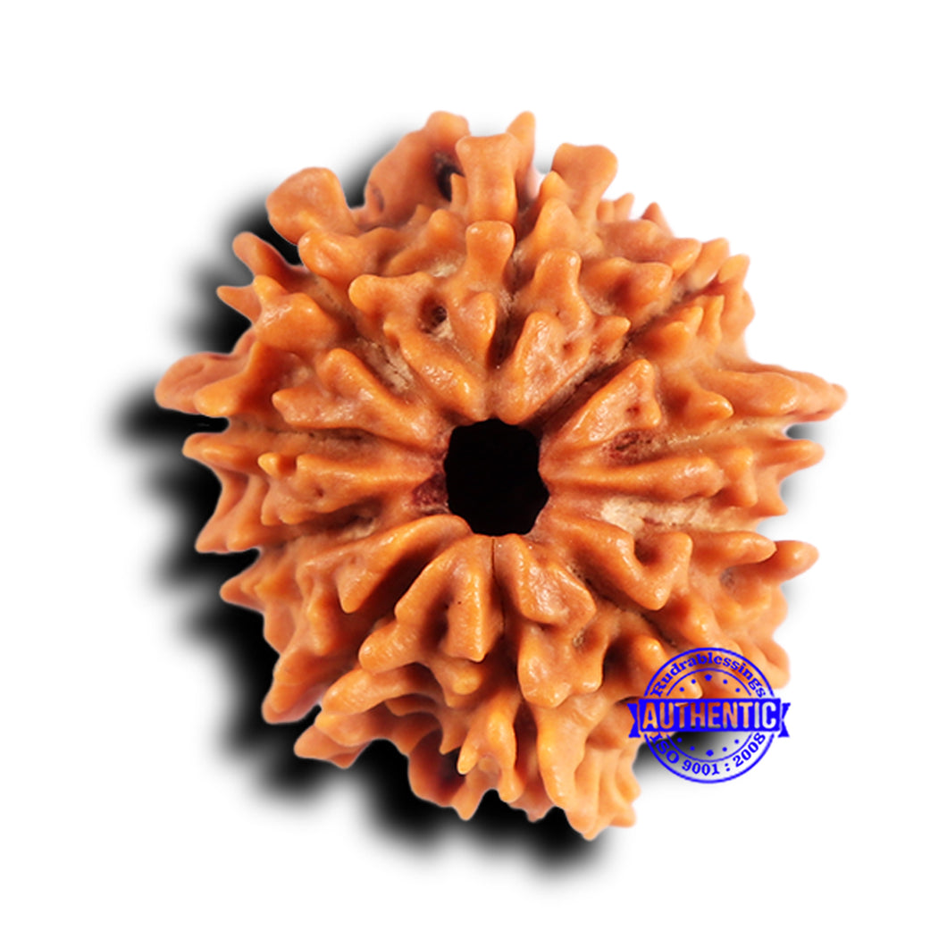 10 Mukhi Nepalese Rudraksha - Bead No. 419