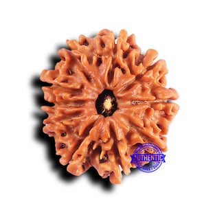 10 Mukhi Nepalese Rudraksha - Bead No. 420