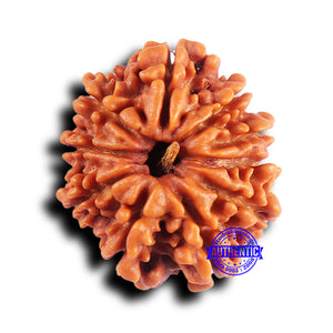 10 Mukhi Nepalese Rudraksha - Bead No. 421