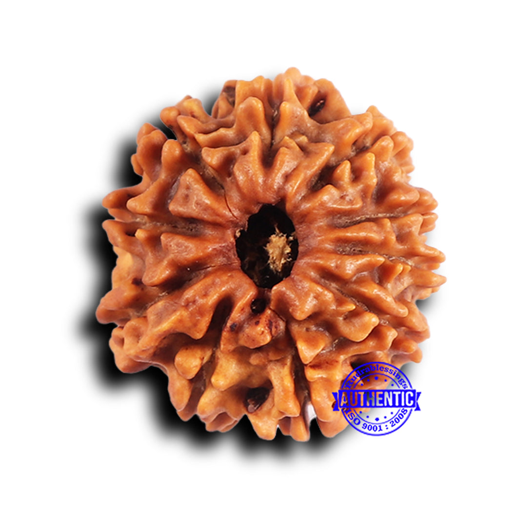 10 Mukhi Nepalese Rudraksha - Bead No. 422