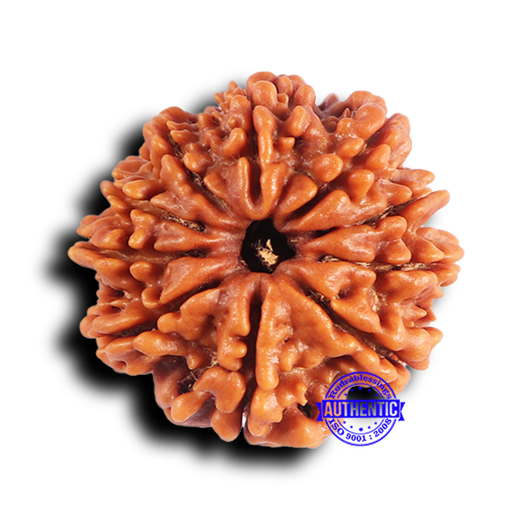 10 Mukhi Nepalese Rudraksha - Bead No 423