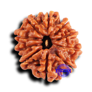 10 Mukhi Nepalese Rudraksha - Bead No 424