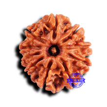 Load image into Gallery viewer, 10 Mukhi Nepalese Rudraksha - Bead No. 425
