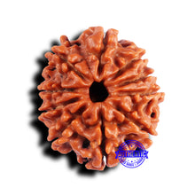 Load image into Gallery viewer, 10 Mukhi Nepalese Rudraksha - Bead No 426
