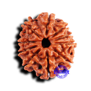 10 Mukhi Nepalese Rudraksha - Bead No 426