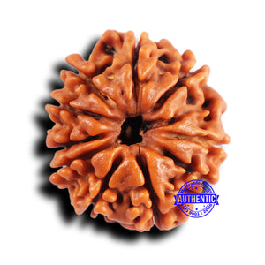 10 Mukhi Nepalese Rudraksha - Bead No 427