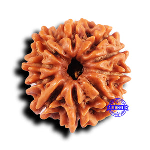 10 Mukhi Nepalese Rudraksha - Bead No 428