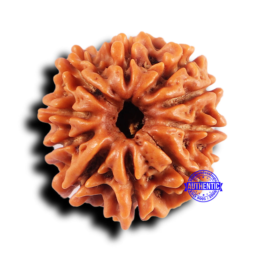 10 Mukhi Nepalese Rudraksha - Bead No 428