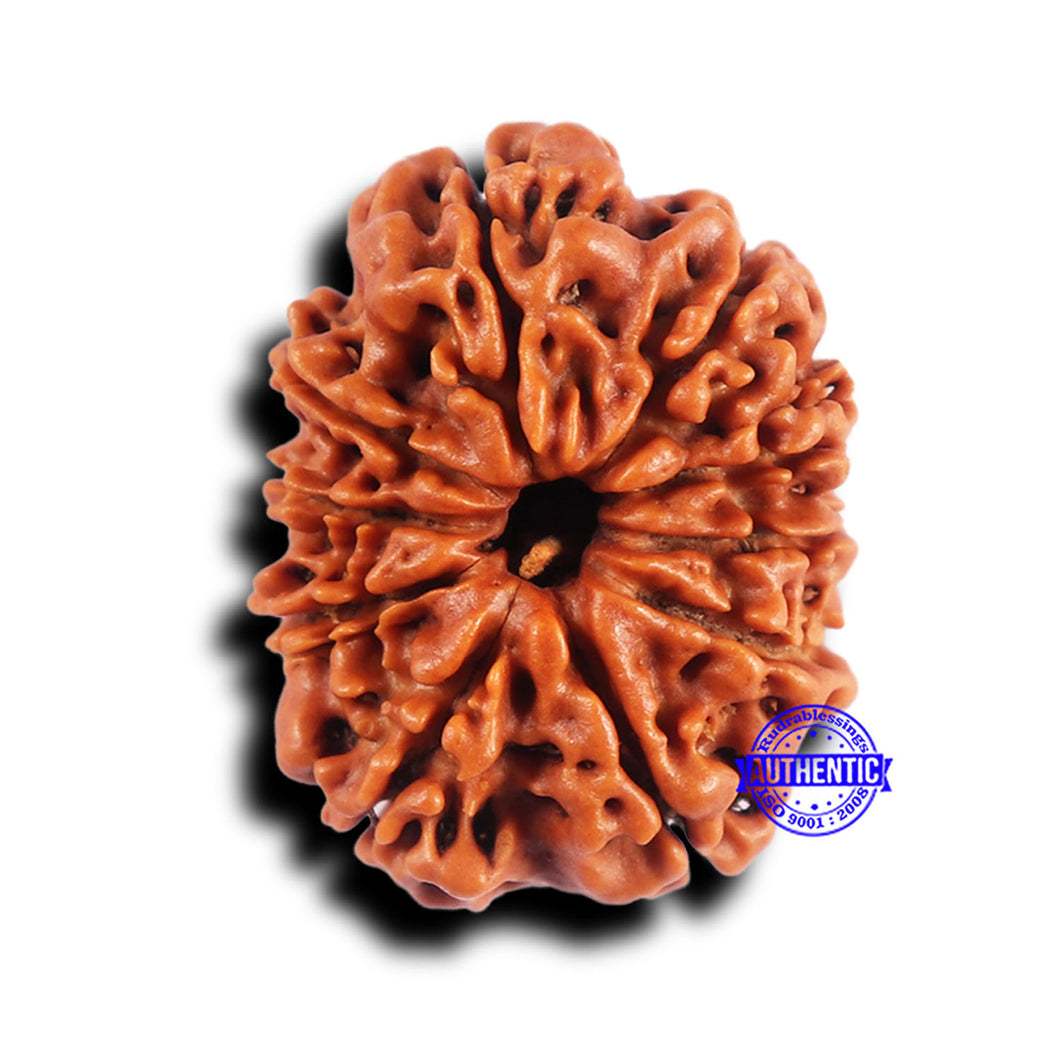 10 Mukhi Nepalese Rudraksha - Bead No 429