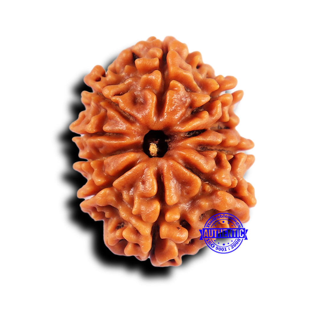 10 Mukhi Nepalese Rudraksha - Bead No. 430