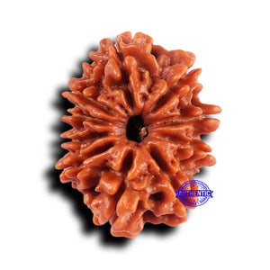 10 Mukhi Nepalese Rudraksha - Bead No. 431