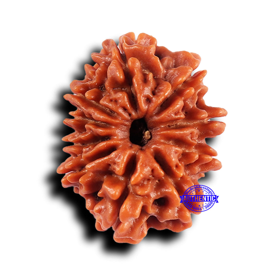 10 Mukhi Nepalese Rudraksha - Bead No. 431