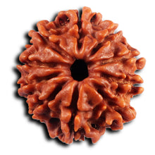 Load image into Gallery viewer, 10 Mukhi Nepalese Rudraksha - Bead No. 433
