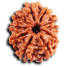 Load image into Gallery viewer, 10 Mukhi Nepalese Rudraksha - Bead No. 435
