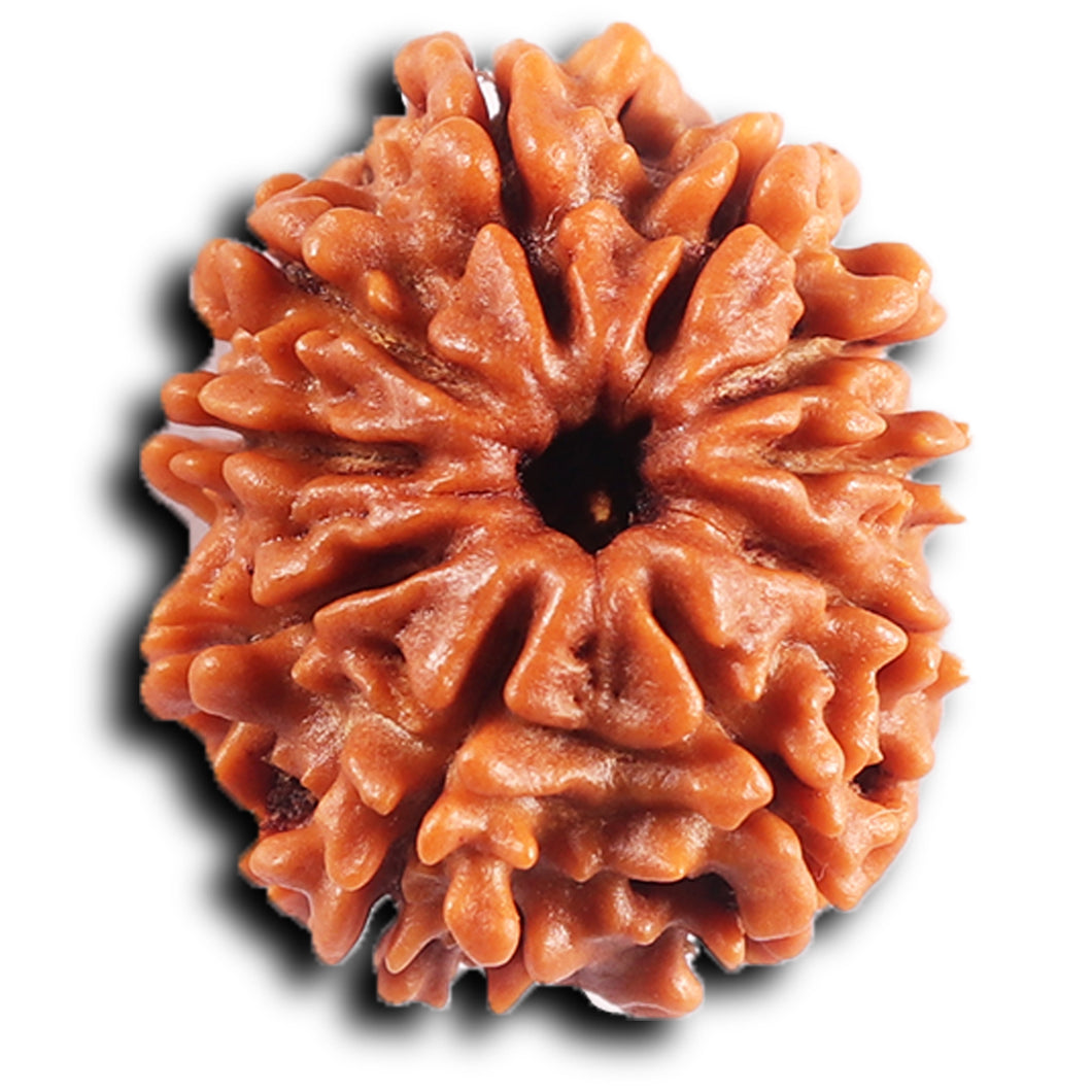 10 Mukhi Nepalese Rudraksha - Bead No. 435