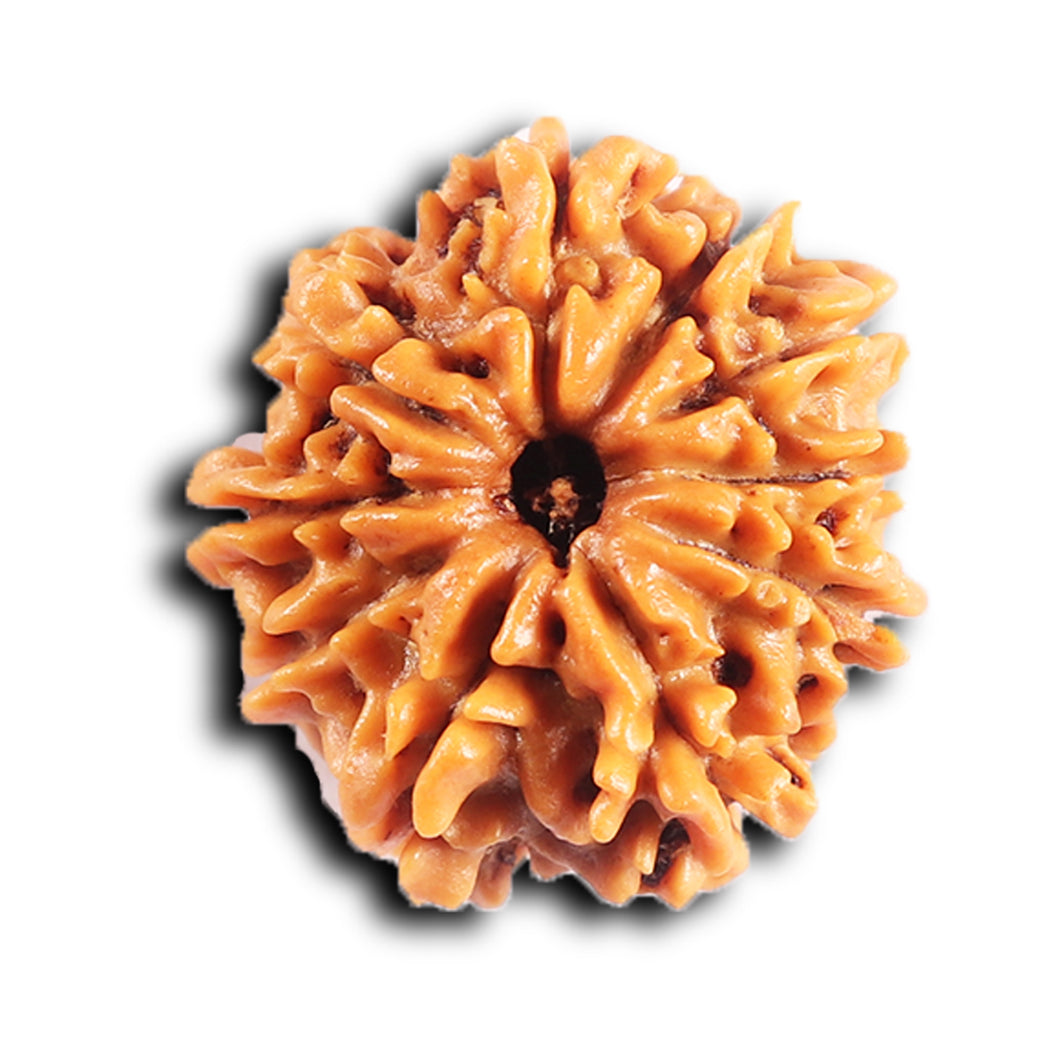 10 Mukhi Nepalese Rudraksha - Bead No 438