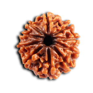 10 Mukhi Nepalese Rudraksha - Bead No. 436