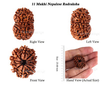 Load image into Gallery viewer, 11 Mukhi Nepalese Rudraksha - Bead No. 140
