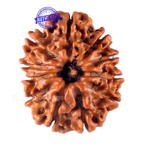 11 Mukhi Nepalese Rudraksha - Bead No. 121