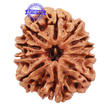 Load image into Gallery viewer, 11 Mukhi Nepalese Rudraksha - Bead No. 162
