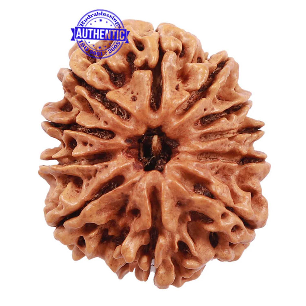 11 Mukhi Nepalese Rudraksha - Bead No. 162