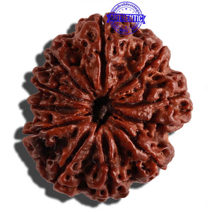 11 Mukhi Nepalese Rudraksha - Bead No. 234