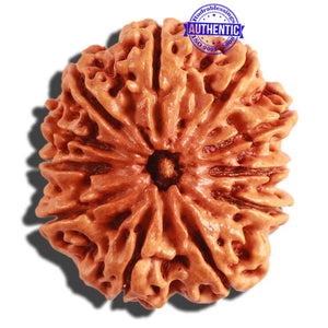 11 Mukhi Nepalese Rudraksha - Bead No. 288